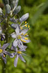 Atlantic camas